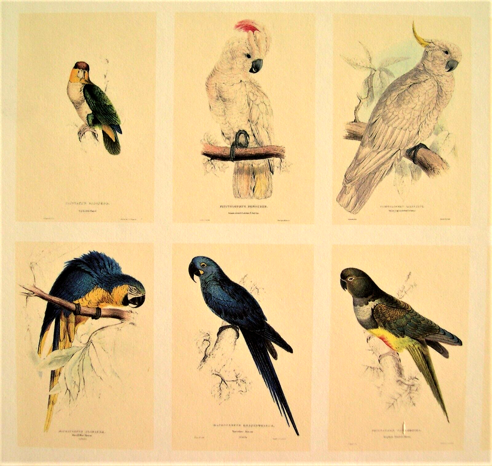 42 Lear Parrot Prints; The Complete Set Directly From His Original 1832 Folio Без бренда - фотография #7