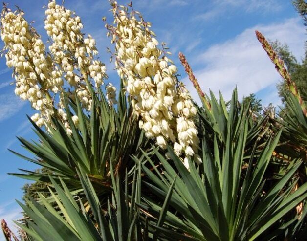  Yucca Plants 6 Large 20-25 inches tall  Landscaping Flowers White ADAMS NEEDLE  Unbranded - фотография #2