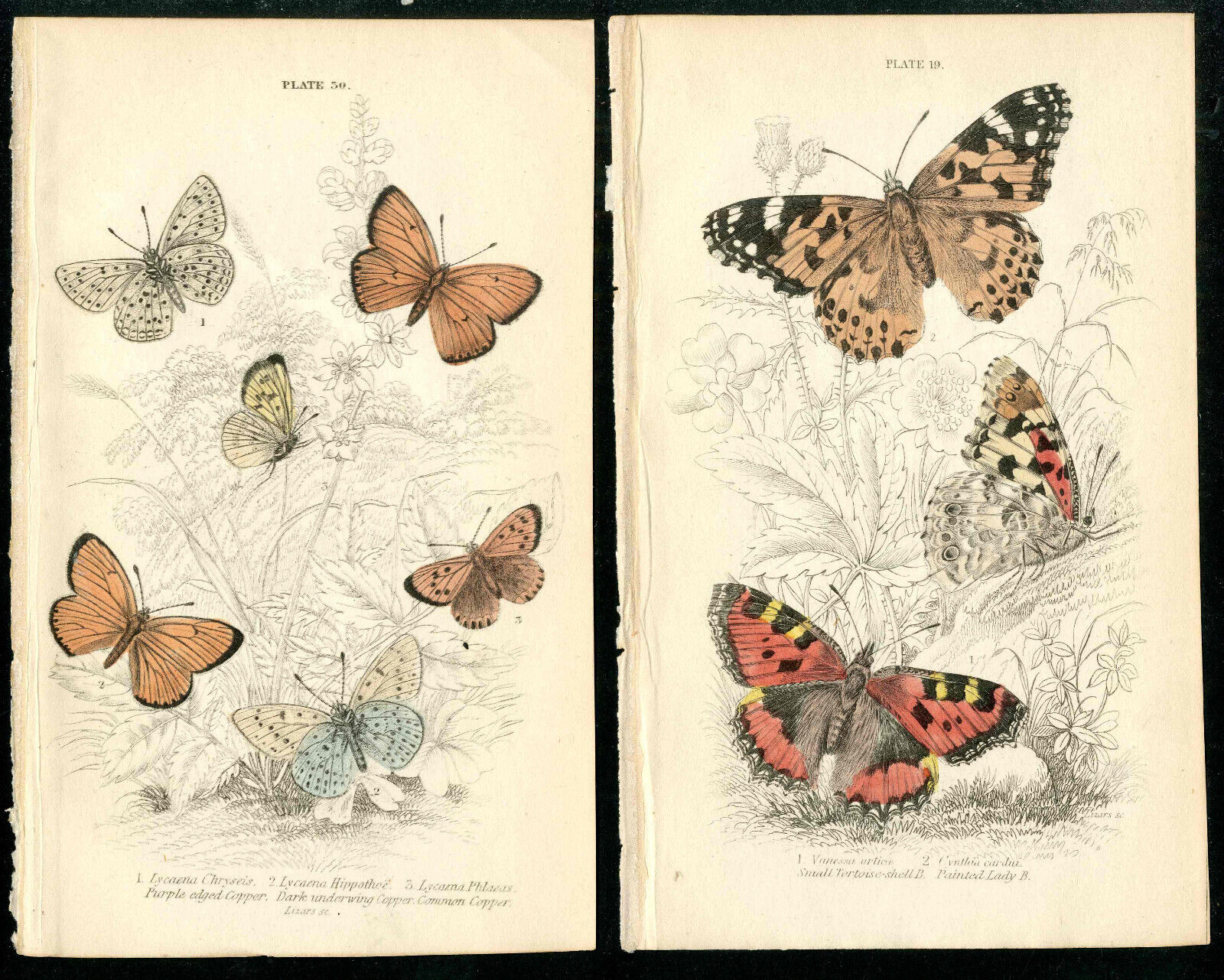 1843 Jardine Naturalist Library Painted Lady Butterfly  2 Orig Antique Prints Без бренда
