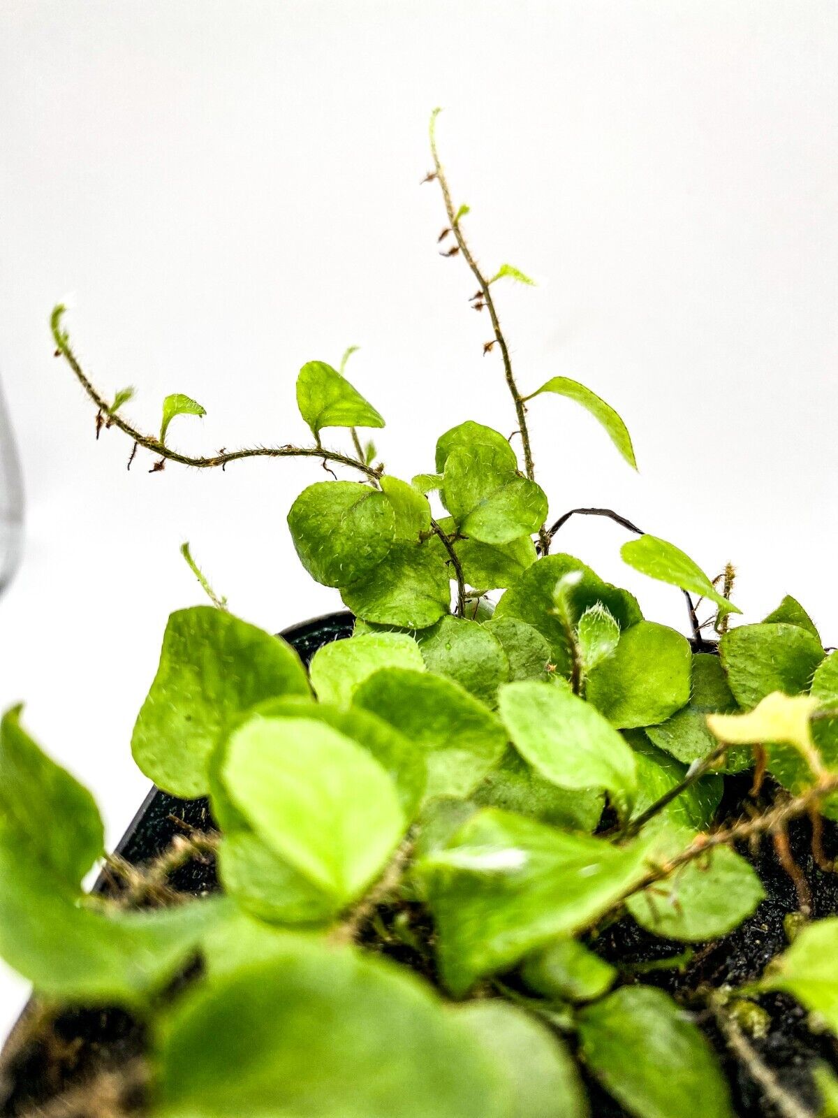 Microgramma tecta (2.5" Pot) Miniature Epiphytic Fern /Dart Frog Terrarium Plant Creation Cultivated Microgramma tecta - фотография #4