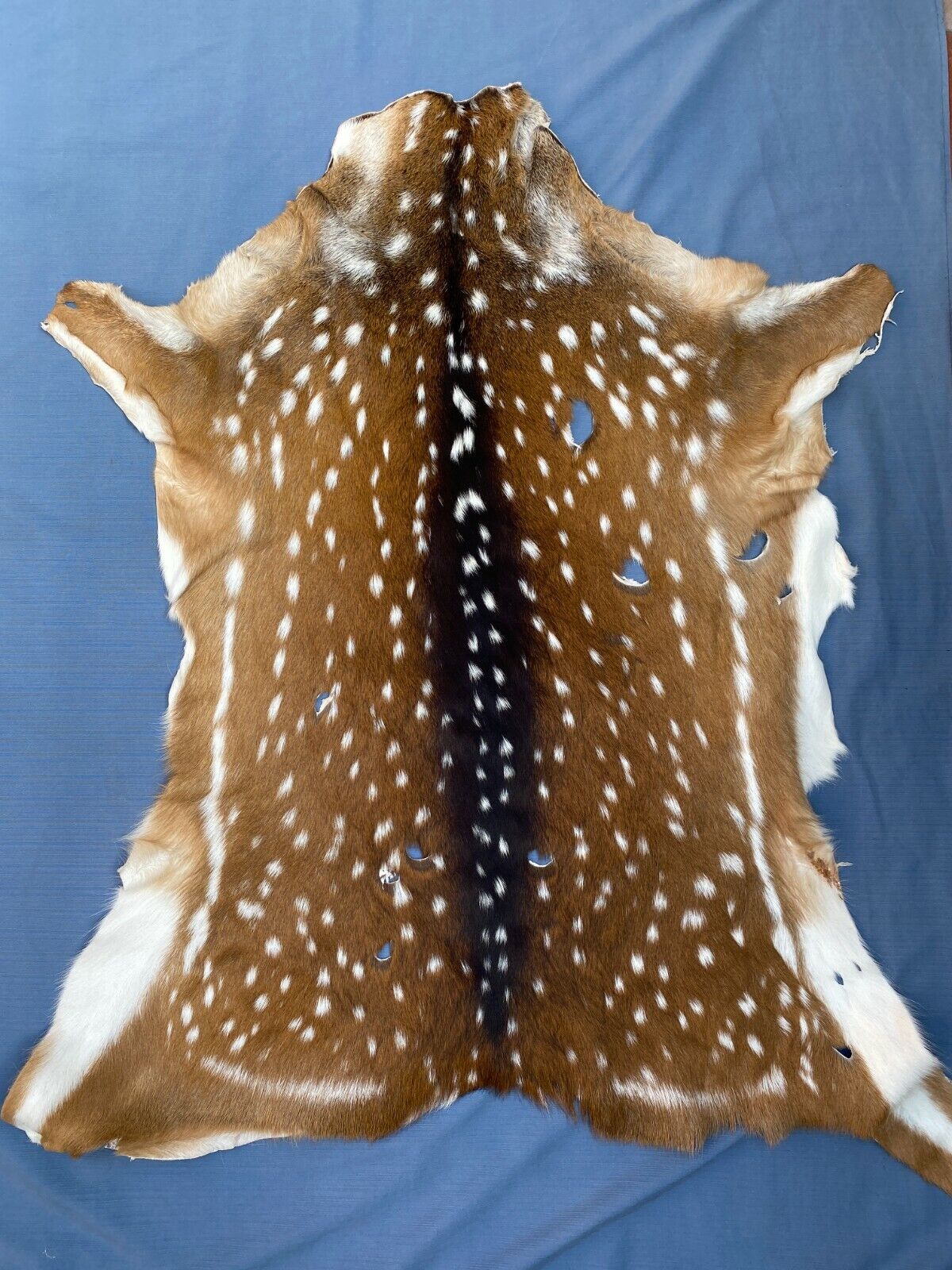 Axis Deer Chital Hides - 10 Pieces Lot #003 Axis Axis Does Not Apply - фотография #3