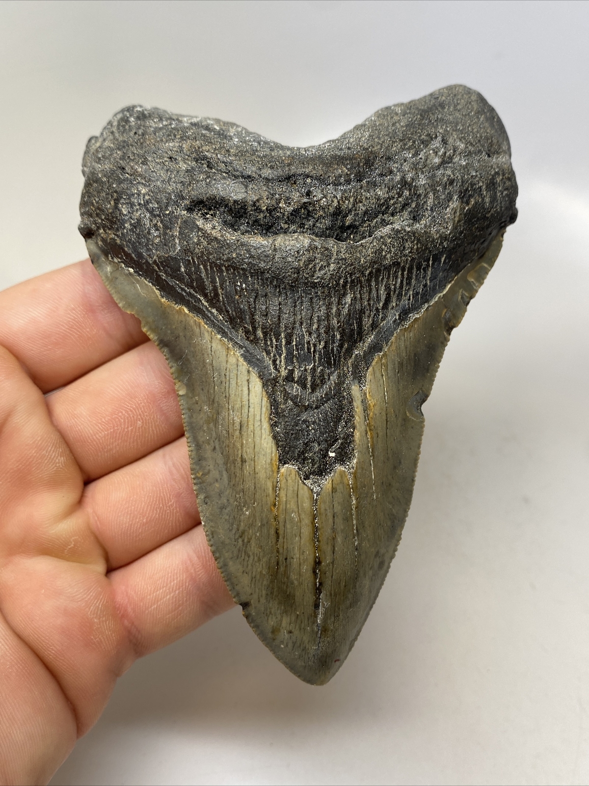 Megalodon Shark Tooth 4.96” Real - Natural Fossil - Carolina 15702 Без бренда - фотография #7