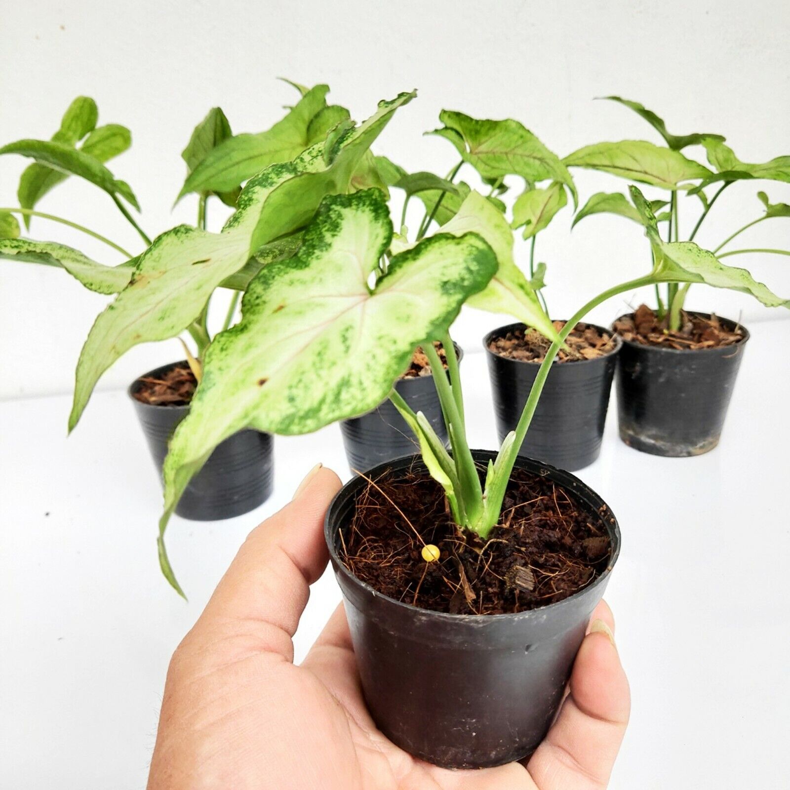 Set of 5 Nice Plant Syngonium Orm Manee Mutation Tropical Rooted Houseplant Rare Unbranded - фотография #8