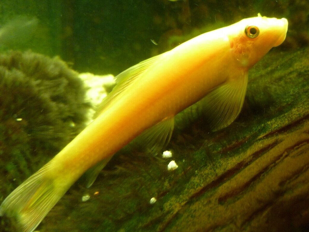 3 Gold Chinese Algae Eater Catfish Live Freshwater Aquarium Fish  Без бренда