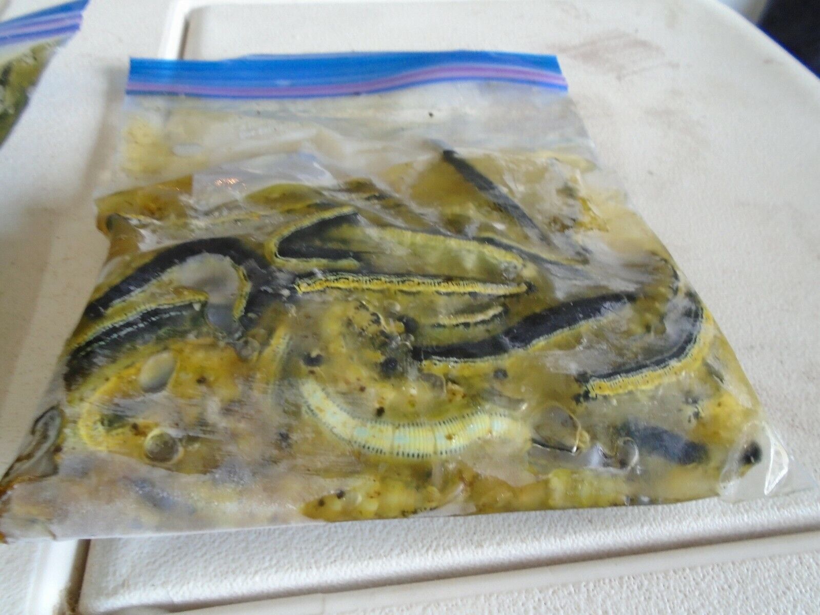 Frozen Catalpa worms 13 Fishing