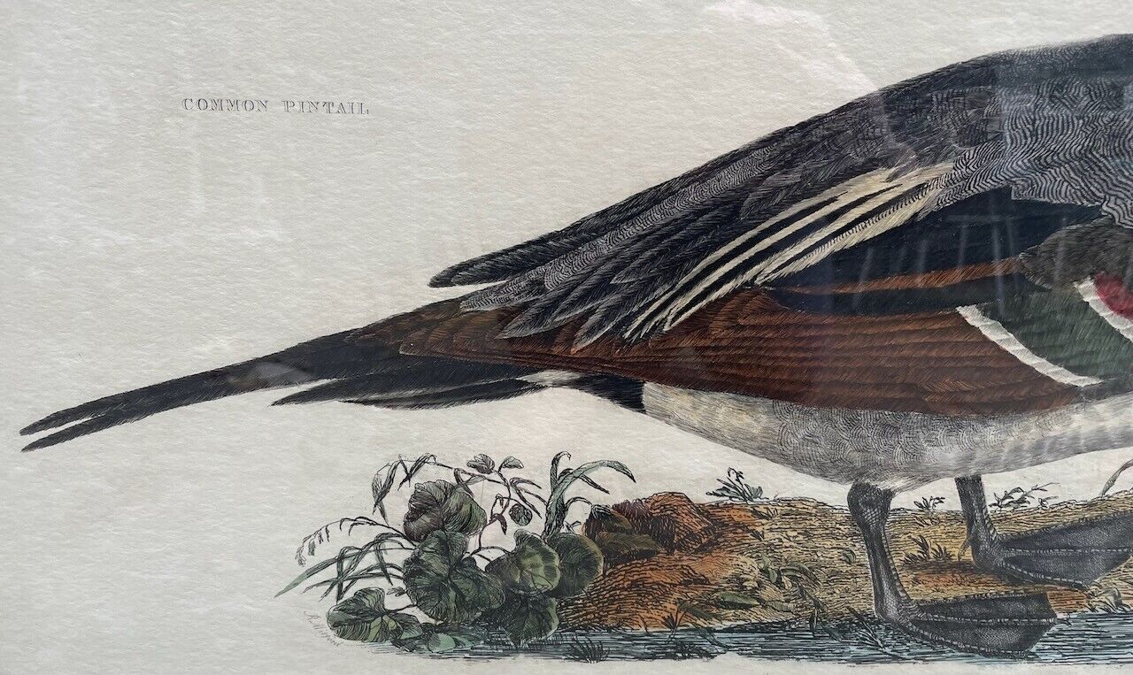 Prideaux John Selby "Common Pintail" Framed Hand-Colored Copper Engraving Без бренда - фотография #4