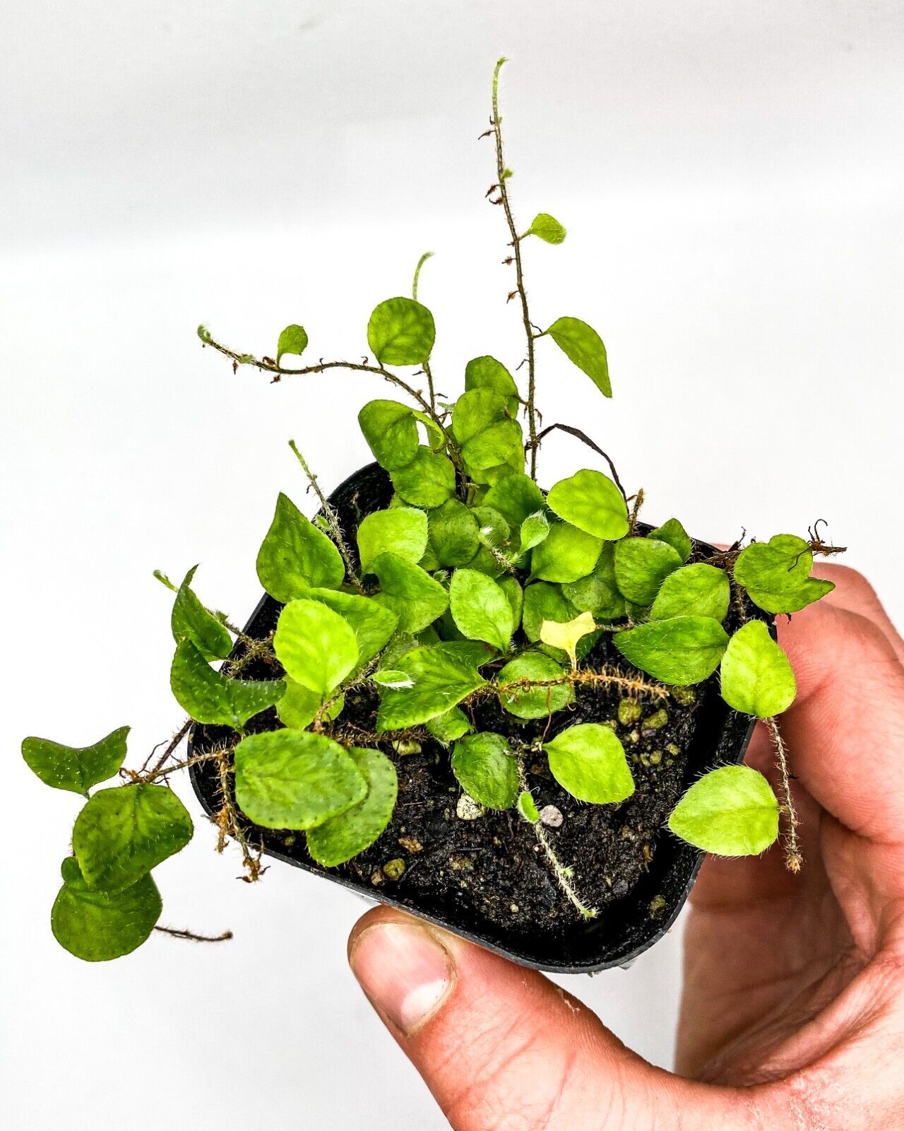 Microgramma tecta (2.5" Pot) Miniature Epiphytic Fern /Dart Frog Terrarium Plant Creation Cultivated Microgramma tecta - фотография #7