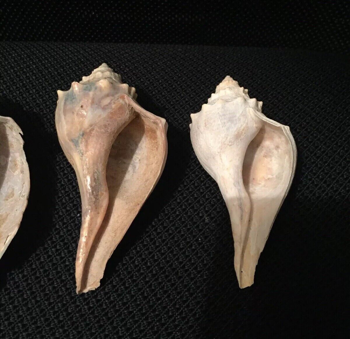 Lot of 3 Medium Queen Conch Sea Shells 4"- 5" Marine Ocean Seashore Decor Crafts Без бренда - фотография #8
