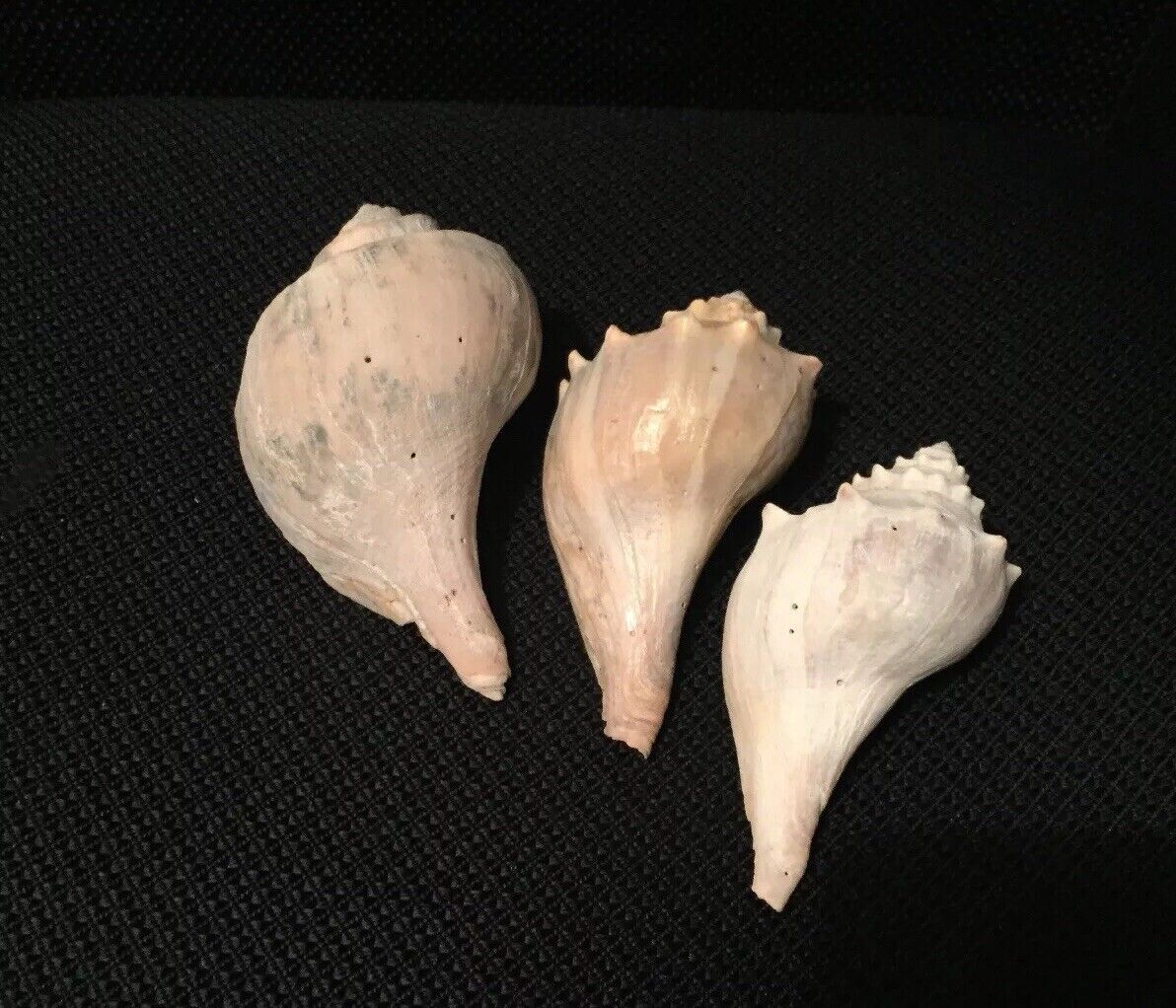 Lot of 3 Medium Queen Conch Sea Shells 4"- 5" Marine Ocean Seashore Decor Crafts Без бренда - фотография #3