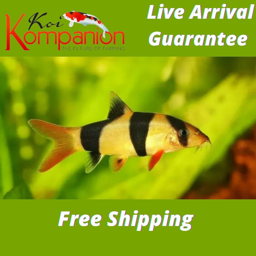 3/5/10X Clown Loach Beginner Aquarium Koi Kompanion Free Shipping Без бренда