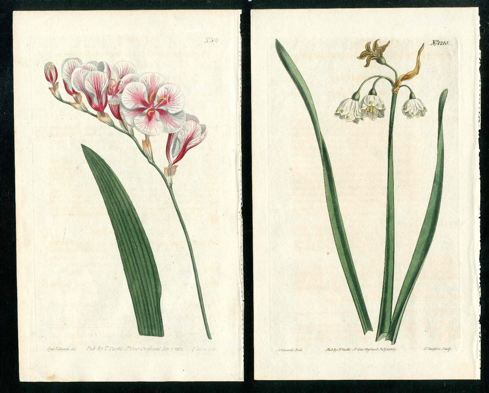 1802 Curtis Botanical Magazine Ixia, Summer Snowflake 2 Original Antique Prints Без бренда