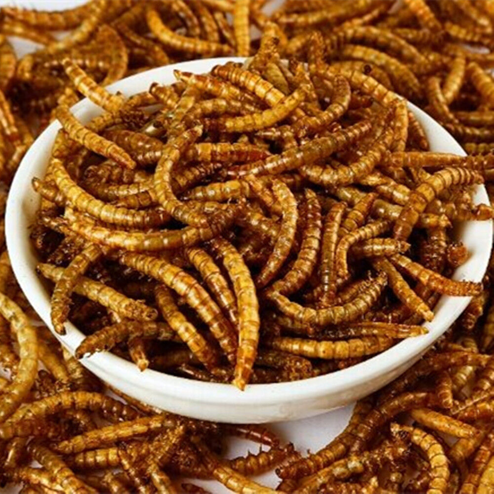 10 LBS Natural Dried Mealworms for Wild Birds Food, Blue Birds, Chickens etc mealworm
