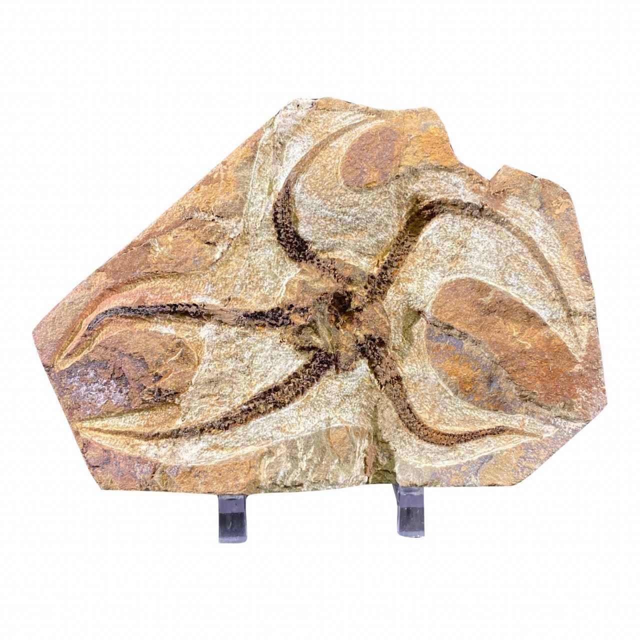 Brittle Star Fish Fossil Без бренда - фотография #2