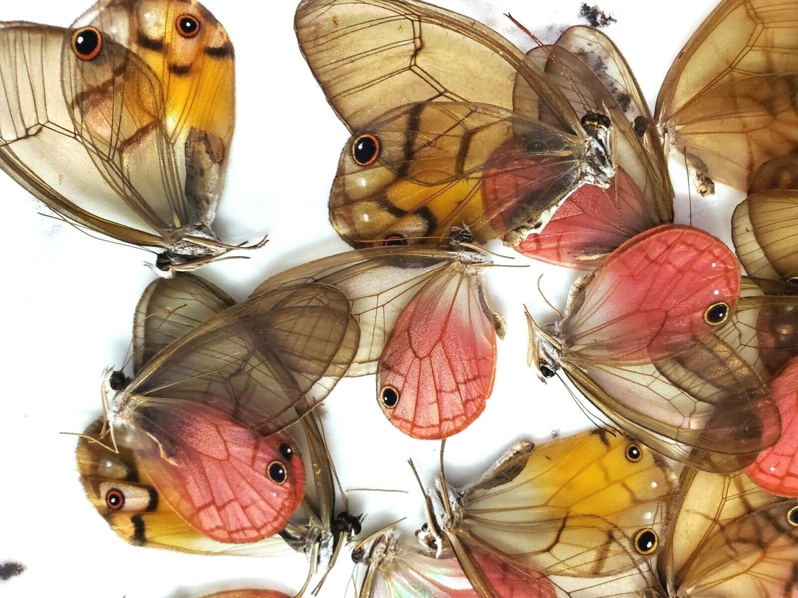 Glasswing Butterfly Mix 25 A1 Pink Cithaerias, Haetera, Ithomia, Greta Species,  Без бренда - фотография #5