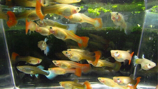 6 Assorted Color Female Guppies Guppy Live Freshwater Aquarium Fish Без бренда
