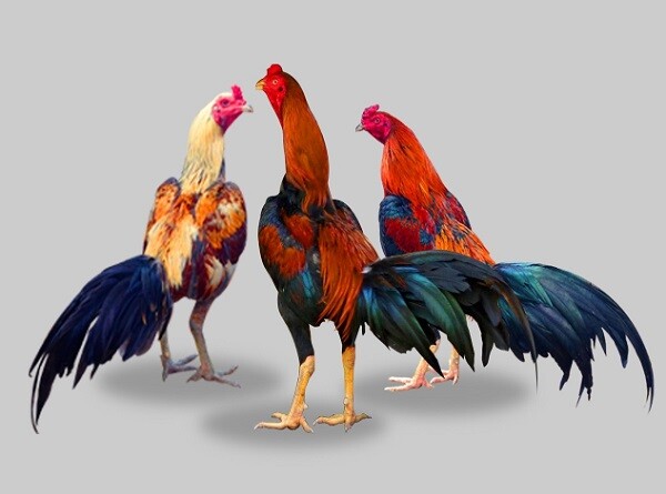 Set Vitamin Mega Power Speed Hardy Chicken Cock Rooster Supplement Thai LAMPAM Does not apply - фотография #9