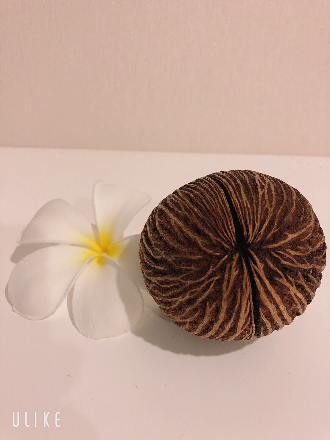 Cerbera Odollam  Pong Pong Wood For Decoration  Handmade