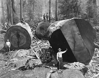 Vintage Redwood Sequoia Logging Photo Lumber jacks Big Logs California Без бренда