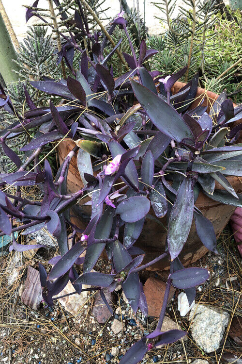 LOT OF 10 WANDERING JEW PURPLE HEART TRADESCANTIA CUTTINGS - ORGANIC HEALTHY  Unbranded not applicable - фотография #2