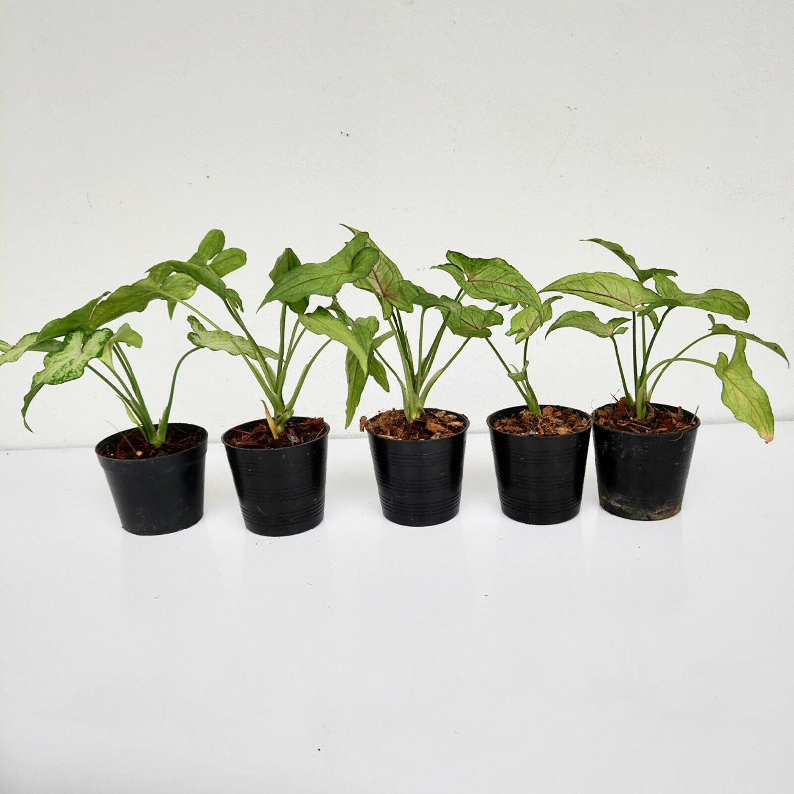 Set of 5 Nice Plant Syngonium Orm Manee Mutation Tropical Rooted Houseplant Rare Unbranded - фотография #7