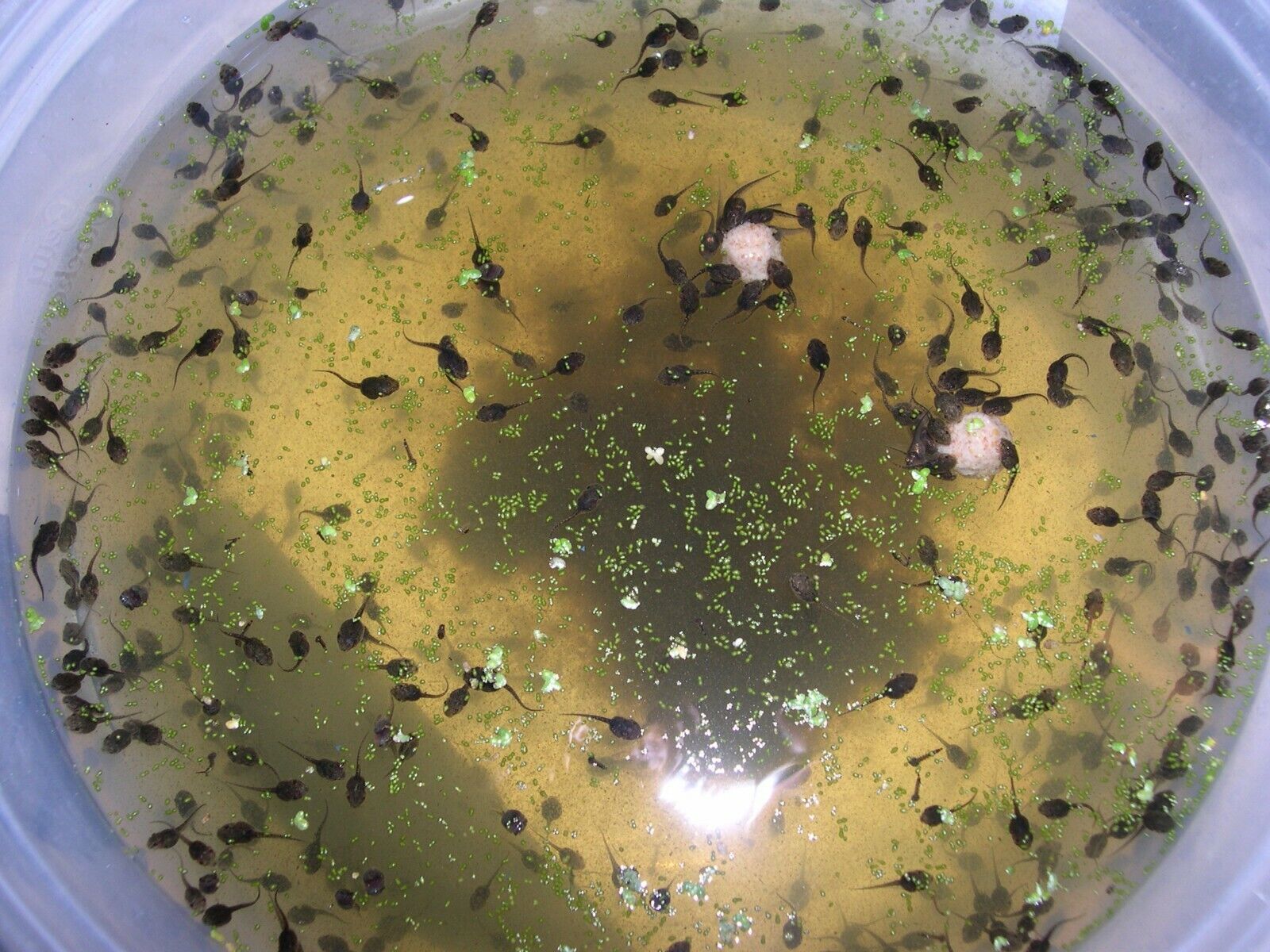 22 Live Tiny Tree frog Tadpoles free tad food and plants for the trip Без бренда