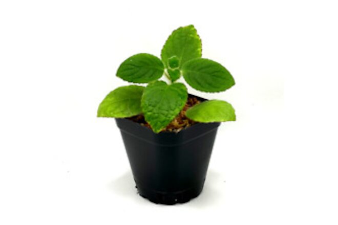 Nautilocalyx adenosiphon (2.5" Pot) / Live Terrarium Plant / Rare Plant