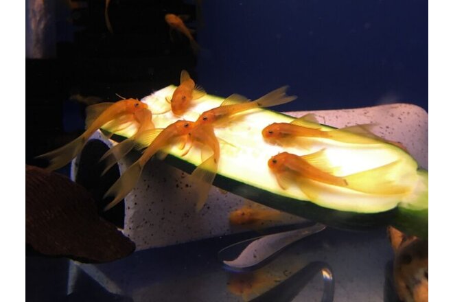 LONGFIN SUPER RED Bristlenose Pleco 1 inch+ (6 Pack) - 2 BLOODLINES! LIVE!