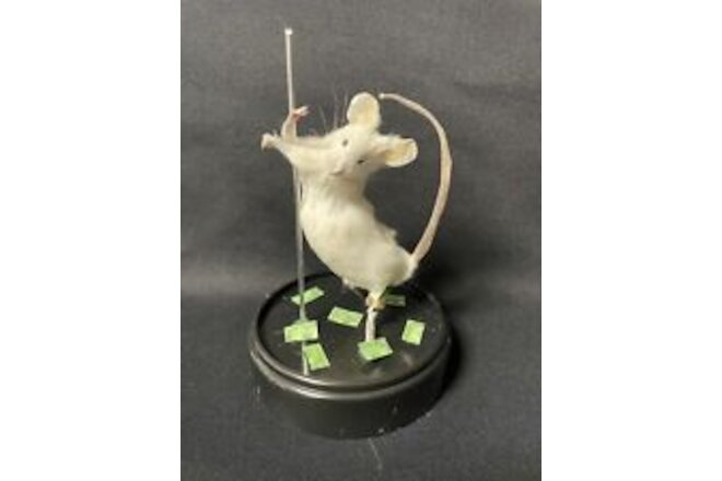 Taxidermy Mouse Stripper Mouse Oddities Curiosities Taxidermy Art