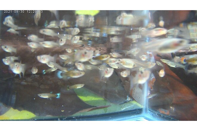 21 GUPPY BREEDER PACK (7 MALE, 14 FEMALE) BP#4-21 YOUNG AND ACTIVE, PROUDLY USA