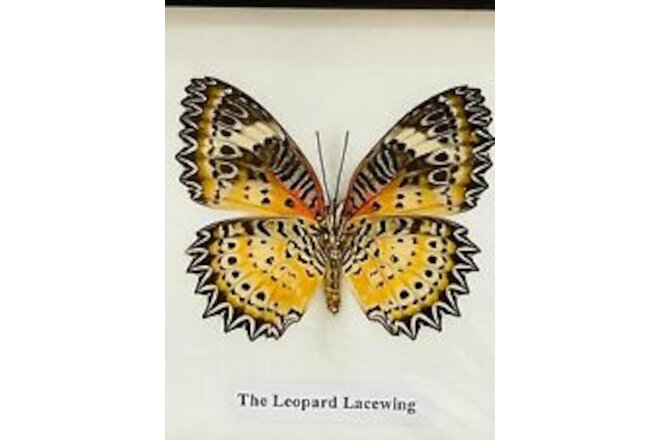 Beautiful Framed Butterfly (Leopard Lacewing) Wall Decor Taxidermy Collectable