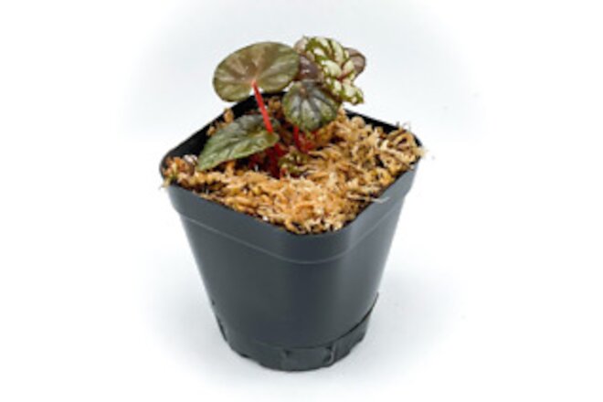 Begonia 'Peridot' (2.5" Pot) / Mini Begonia / Live Terrarium Plant / Houseplant