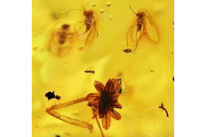 Interesting Flower with swarm of insects, Fossil Inclusion in Dominican Amber