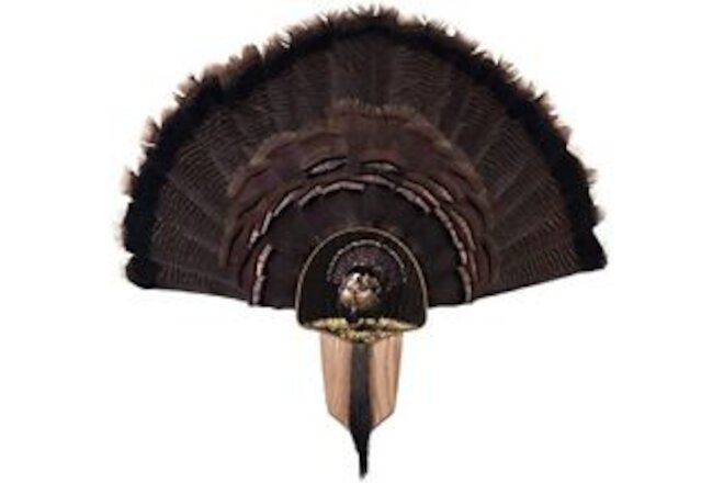 Turkey Fan Mount & Display Kit, Oak with Full Fan Image