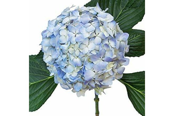 Premium Blue Hydrangea / 20 stems / Grower Direct / Quality Guaranteed