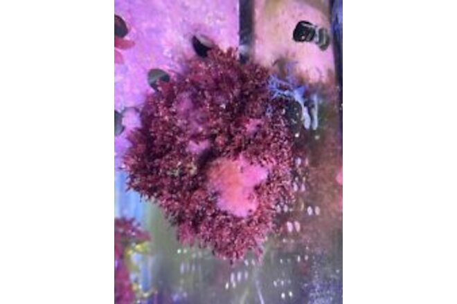 Marine Macro Algae / Seaweed / Marine Plant Ceramium