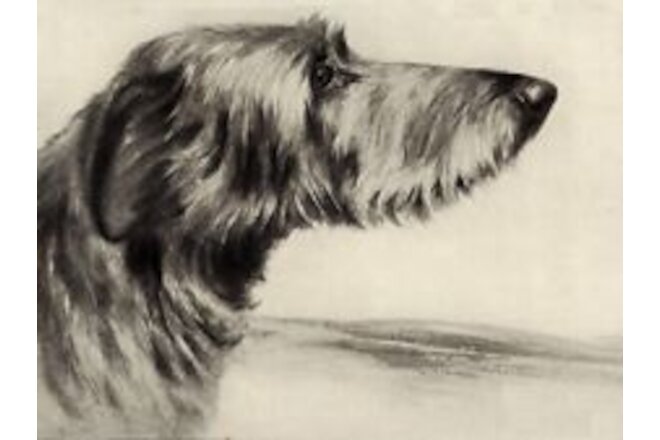 Scottish Deerhound | Deer Hound - CUSTOM MATTED - Dog Art Print - Langley - NEW