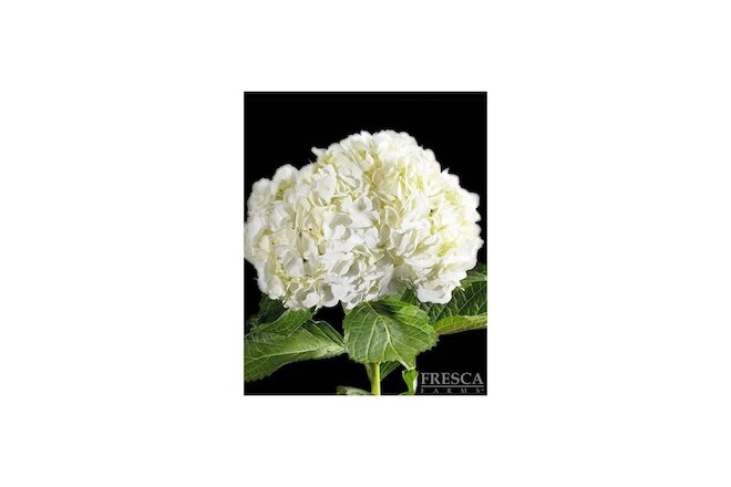 Premium White Hydrangea / 20 stems / Grower Direct / Quality Guaranteed