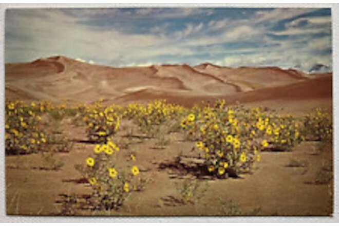Great Sand Dunes National Monument Postcard Alamosa Colorado Unposted Chrome