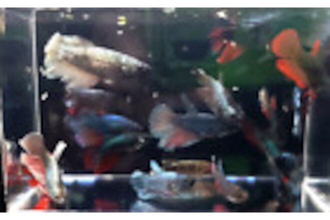 6 Assorted Color Female Halfmoon Betta Bettas Live Freshwater Aquarium Fish