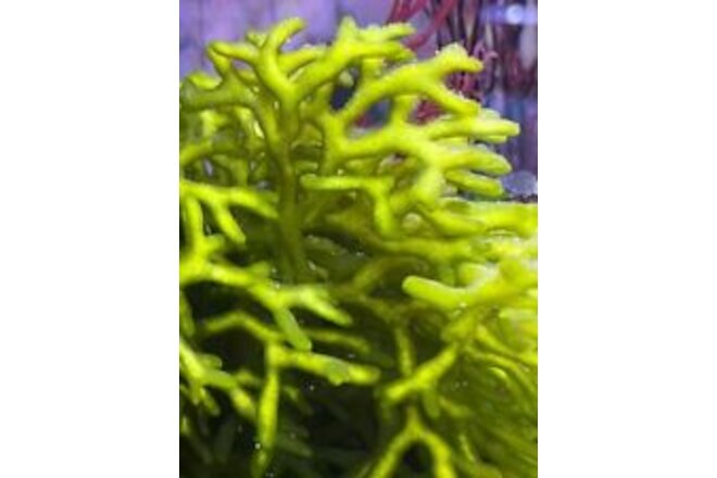 Marine Macro Algae / Seaweed / Marine Plant Codium Fragile Bright