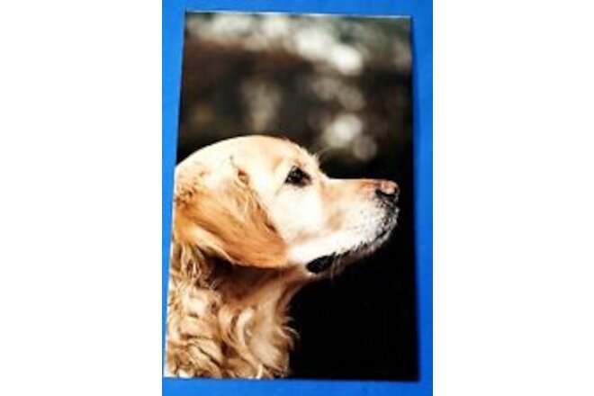 Postcard Golden Retriever Dog Headshot Astrid Harrisson Art Card 6" x 3.75"