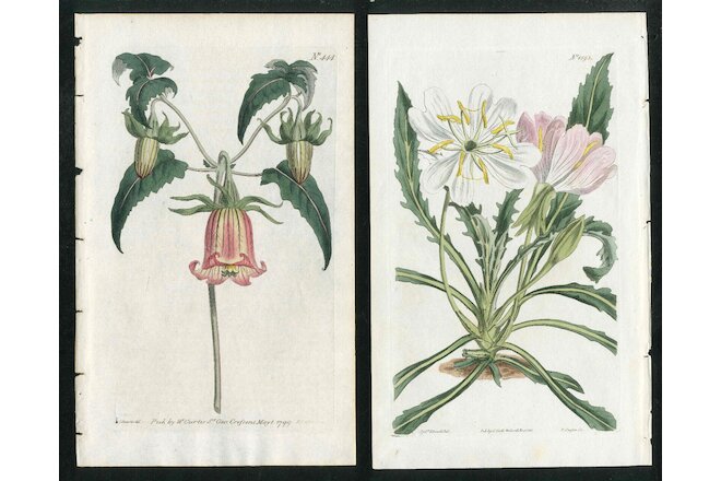 1799 Curtis Botanical Magazine Evening Primrose, Bell Flower, 2  Antique Prints
