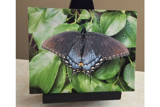 Lot of 30 Butterfly Photo Postcards: Photography by Timothy Brang