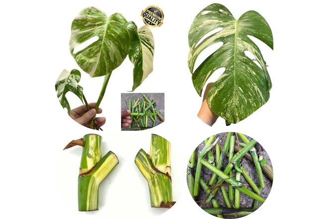 5+ 3 Free Variegated Monstera Albo Nodes Rooted Rare Cutting Plant From Ceylon
