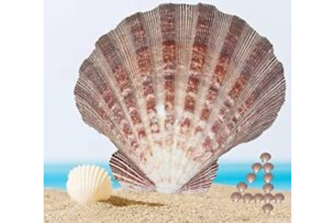 4 Pcs Polished Large Great Scallop Sea Shells 5~6 Inch,Brown Lion's Paw Bakin...