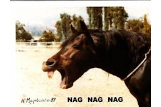 New Nag Nag Nag Brown Horse Notecard Set - 12 Note Cards By Ruth Maystead
