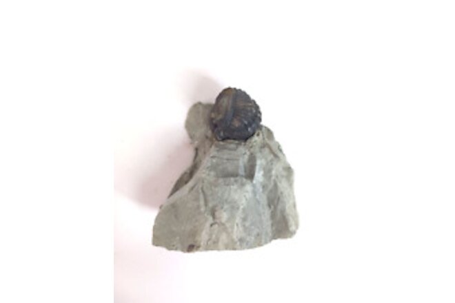 Enrolled Trilobite on Matrix, Flexicalymene Meeki, Waynesville Formation, Ohio