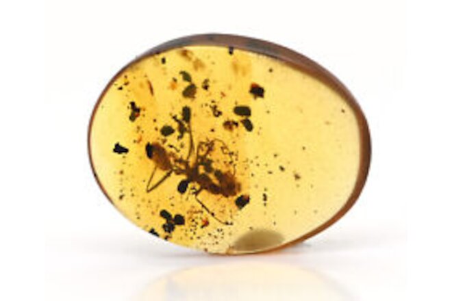 Extinct Sphecomyrma Ant, Fossil Inclusion in Burmese Amber