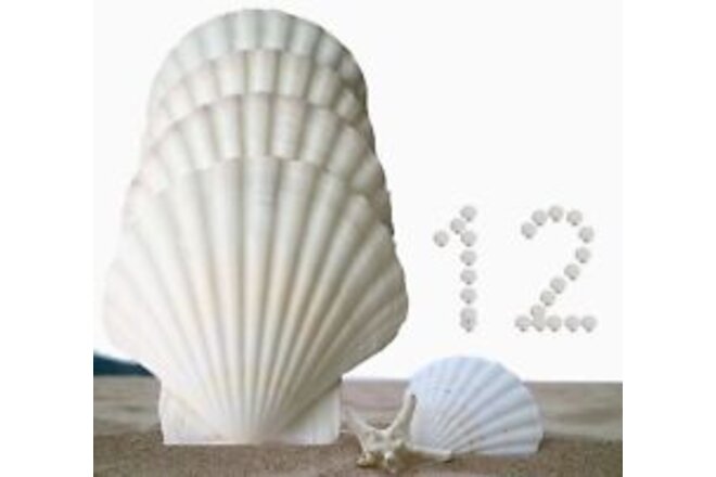 12Pcs Scallop Shells,Sea Shell for Crafts Decoration Crafting，Beach White Lar...