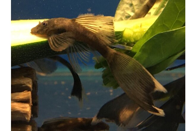 LONGFIN GREEN DRAGON Bristlenose Plecostomus 1-1/2+ inch (Total Length) LIMITED!